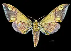 Revers de la femelle MHNT