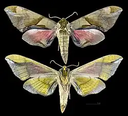 Callambulyx tatarinovii