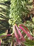 Calliandra calothyrsus, inflorescence.
