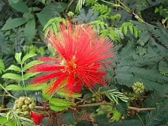 Description de l'image Calliandra_tweedii_2.jpg.