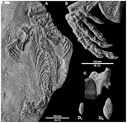 Holotype du caséidé faunivore Callibrachion gaudryi préservé sur le dos (A). Détail de la main droite (B). Ilion droit recouvert dorsalement par l’extrémité proximale du fémur (C). Coprolithes de requins placés sur la dalle de l’holotype durant le 19e&nbsp;siècle (D).