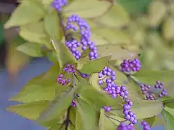 Callicarpa dichotoma, fruits