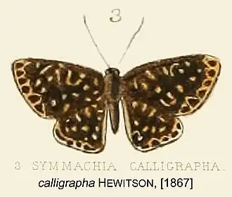 Description de l'image CalligraphaHewitson1867OD.jpg.