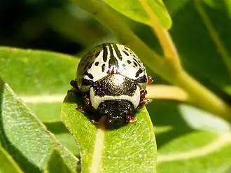 Description de l'image CalligraphaMultipunctata.jpg.
