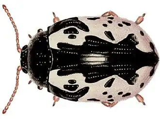 Description de cette image, également commentée ci-après