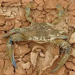 Callinectes amnicola