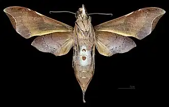 Revers de la femelle (coll.MHNT)