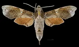 Face dorsale de la femelle (coll.MHNT)