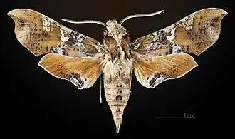 Avers du mâle (coll.MHNT)