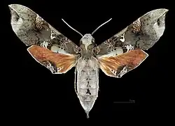 Avers de la femelle (coll.MHNT)