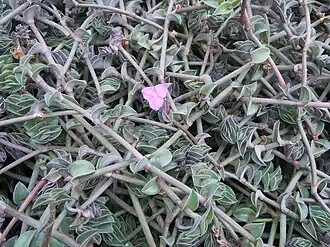 Callisia navicularis