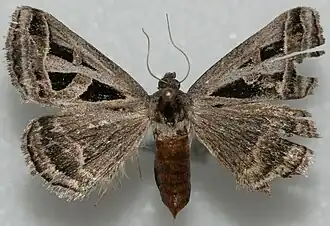 Euclidia intercalaris