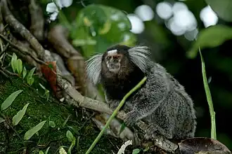 Description de l'image Callithrix jacchus 2008-02-03 Rio De Janeiro Sugarloaf IMG 1224.jpg.