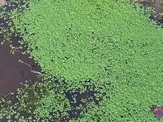 Description de cette image, également commentée ci-après