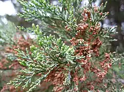 Callitris rhomboidea