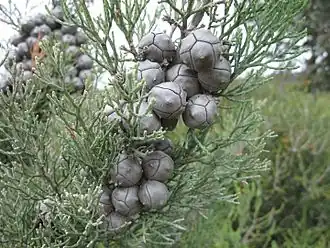 Description de l'image Callitris roei Cypress pine Mount Ridley NR XII-2010.jpg.