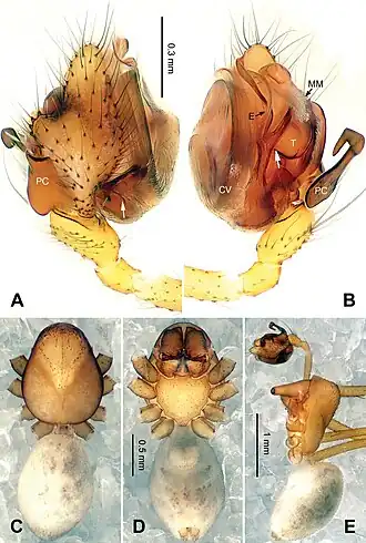 Description de l'image Callosa ciliata (10.3897-zookeys.703.13641) Figure 2.jpg.