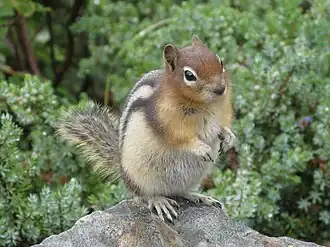 Écureuil terrestre doré.