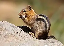 Un petit animal poilu, les oreilles dressées, mange goulûment, tenant sa pitance dans ses mains et dans sa bouche.
