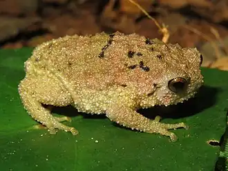 Description de l'image Callulina kreffti.jpg.