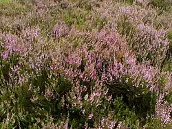 La bruyère type Calluna vulgaris envahit les sous-sol de l'étage montagnard à Bruyères.