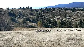 Landes des monts du Forez (Loire, France).