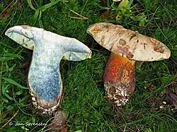 Chair modérément bleuissante à la coupe.