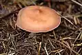 Champignons à chapeau beige rosé