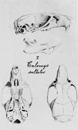 Description de l'image Calomys saltator Winge.png.