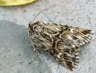 Description de cette image, également commentée ci-après