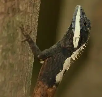 Description de l'image Calotes ceylonensis at Kandalama.jpg.