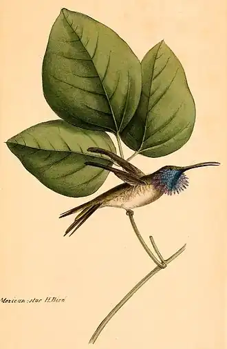 Description de l'image Calothorax lucifer 1841.jpg.