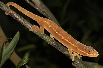 Description de l'image Calumma cucullatum 188616200.jpg.