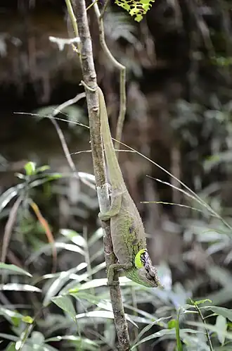 Description de l'image Calumma malthe.jpg.