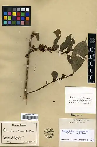 Description de cette image, également commentée ci-après