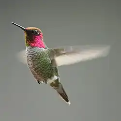 Le mâle du Colibri d'Anna est recouvert de plumes iridescentes.