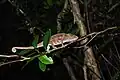 Caméléon panthère, Furcifer pardalis, dans la forêt de Sainte-Marie, Madagascar
