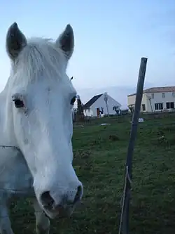 Ce cheval Camargue d'Aimargues a des oreilles courtes, écartées, et à la base large.