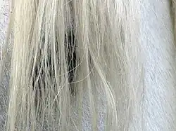 Détail sur le toupet au-dessus de l'œil.