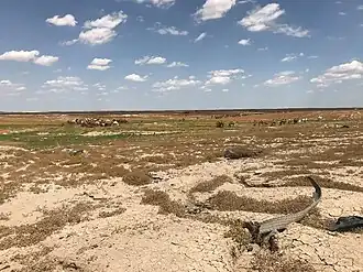 Troupeau de dromadaires près de Samawa (Irak) en 2019