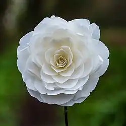 Camellia × williamsii, fleur de 81 mm de diamètre. Mars 2022.