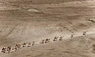 Dans un environnement désertique avance une file d'une vingtaine de dromadaires, dont quelques jeunes.