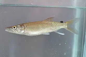 Hepsetus sp.