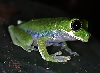 Leptopelis brevirostris.