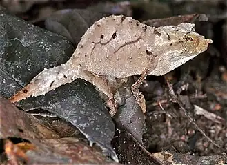 Description de l'image Cameroon Stumptail Chameleon (Rhampholeon spectrum) (7668008064).jpg.