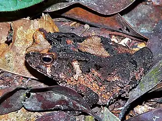 Description de l'image Cameroon Toad (Amietophrynus camerunensis) (7609603812).jpg.