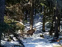 Un chamois près de Cogne.