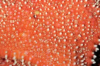 Détail de la face dorsale.