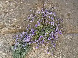 Campanule poussant sur un mur à Mycènes.