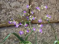 Campanula drabifolia sur un mur à Mycènes.